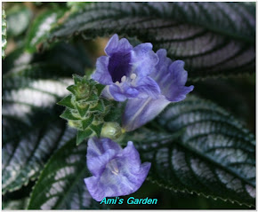 Persian Shield