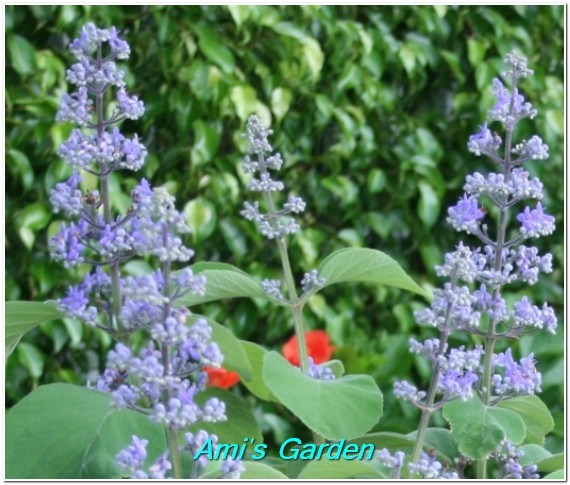 Hoe And Shovel The Summer Of Change