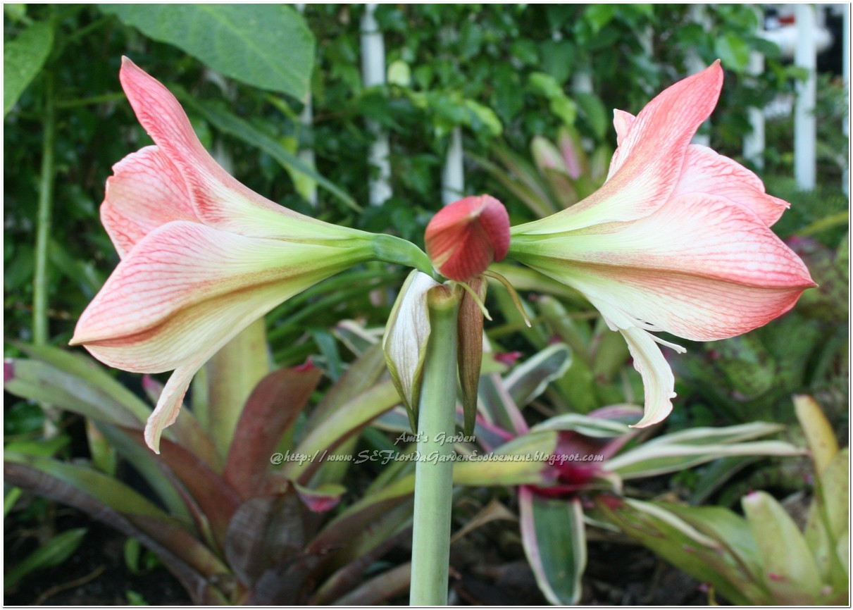 Southeast Florida Garden Evolvement Early Blooming of Amaryllis
