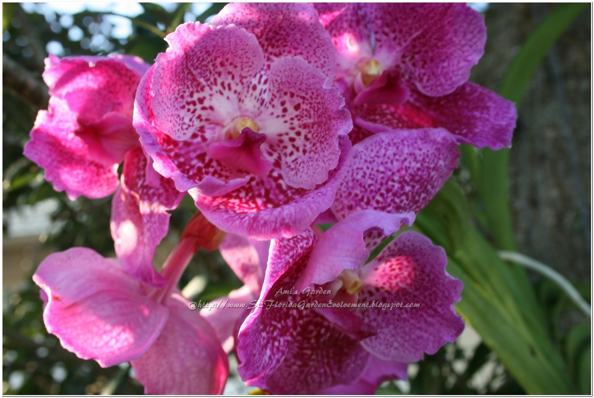 southeast florida garden evolvement the hot the loud and the proud my first vanda orchid southeast florida garden evolvement the hot the loud and the proud my first vanda orchid