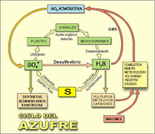 ciclo del azufre