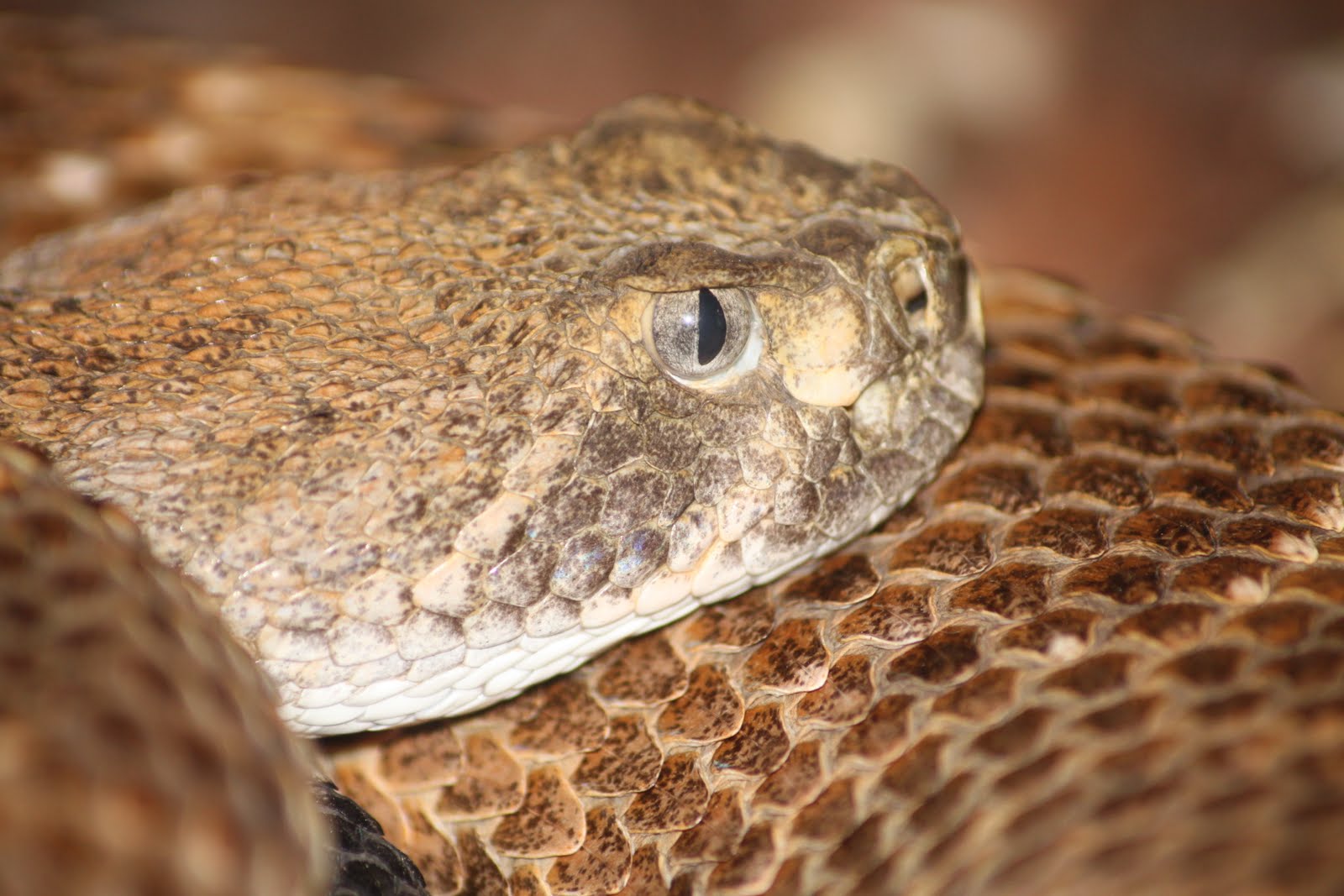 Brain activity written down: Pure Venom Reptile Park, KwaZulu Natal
