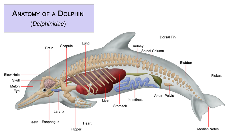 Dolphins
