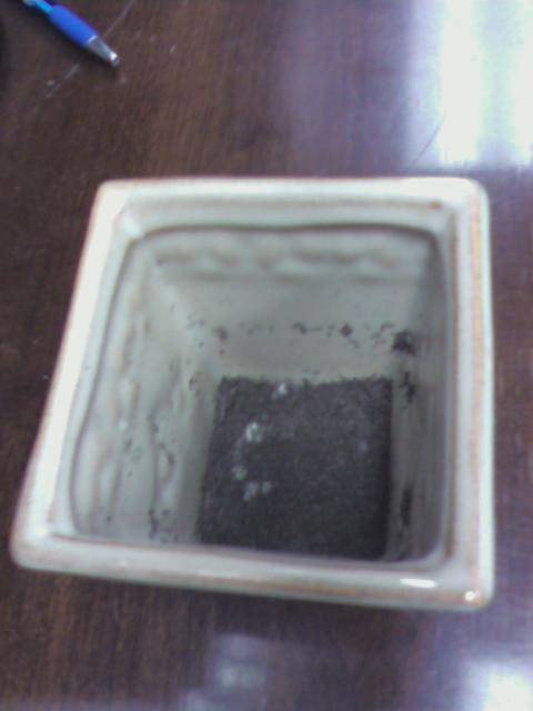 [cacuts_pot.jpg]