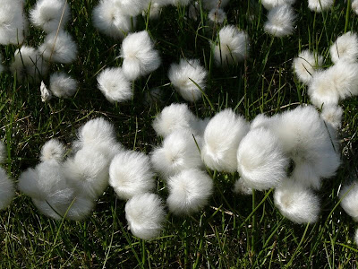 Arctic Region Plants