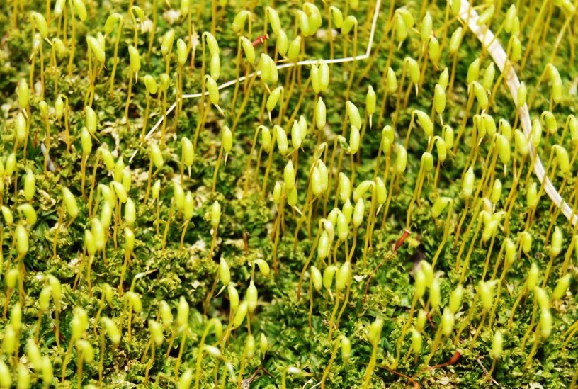 [moss2.JPG]