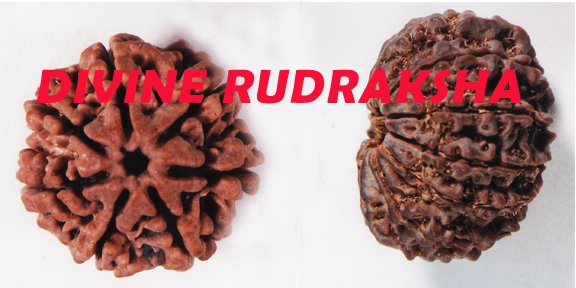 DIVINE RUDRAKSHA