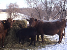 Happy cows