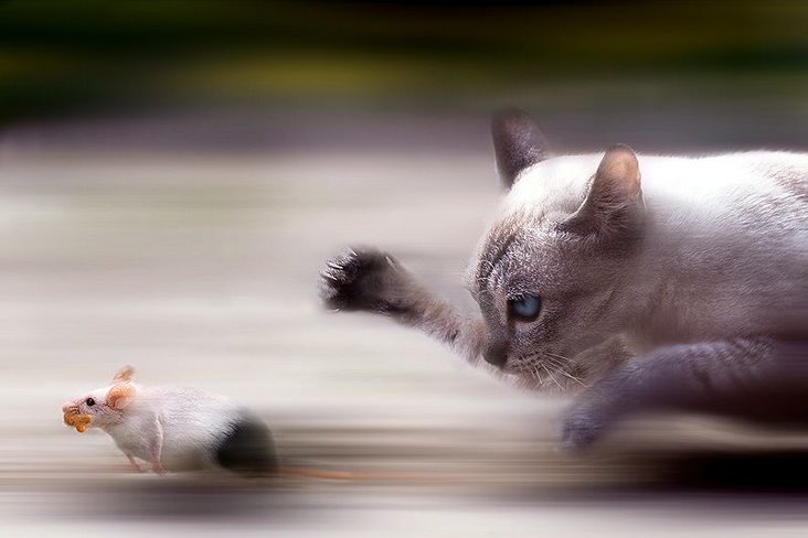 [Cat+catching+mouse.bmp]