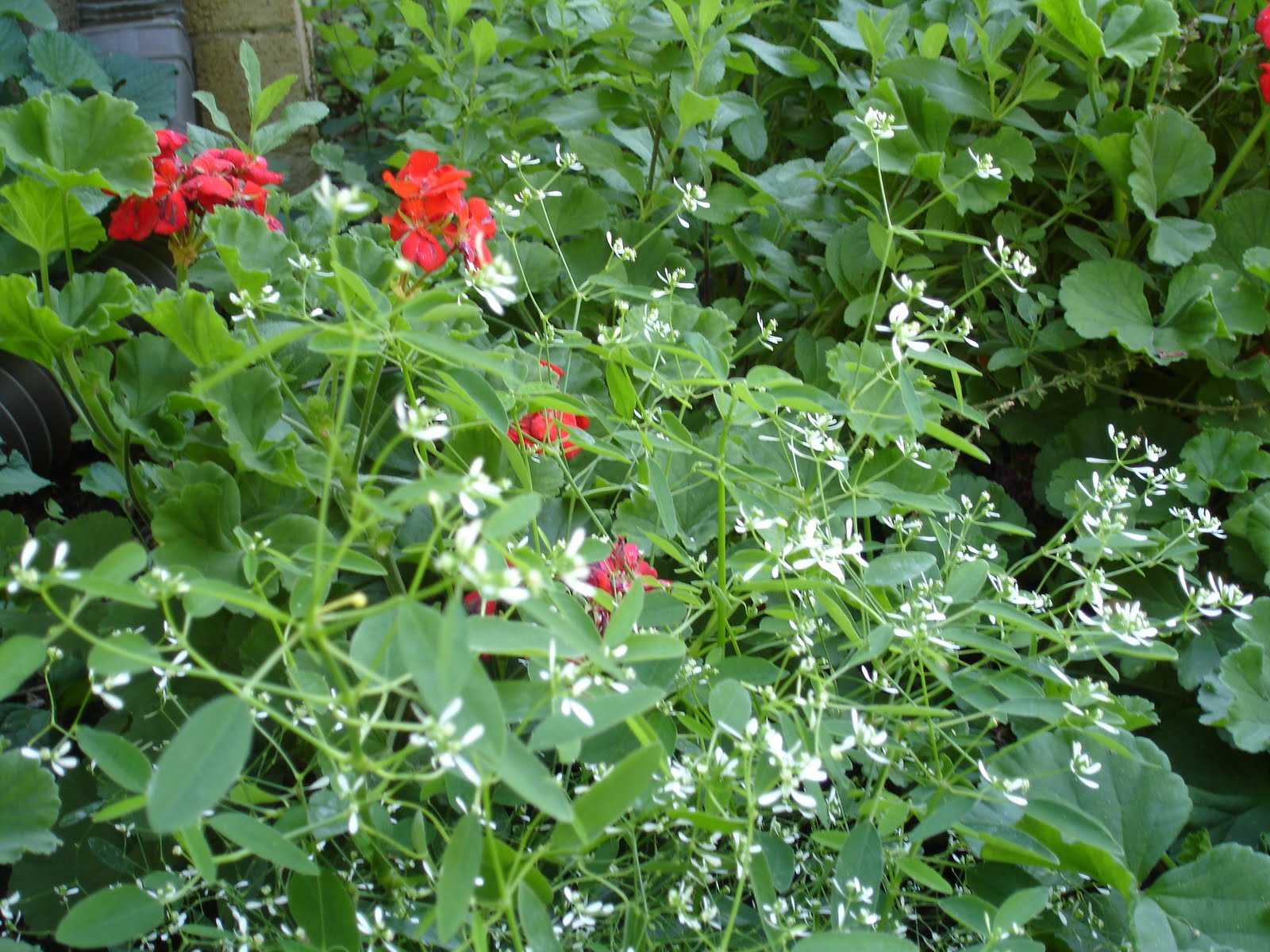 Ogden Botanical Gardens 2010