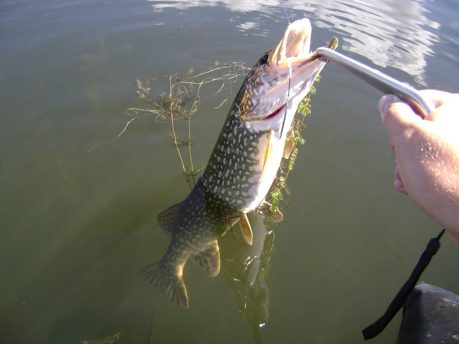 Colorado Pike on a Fly