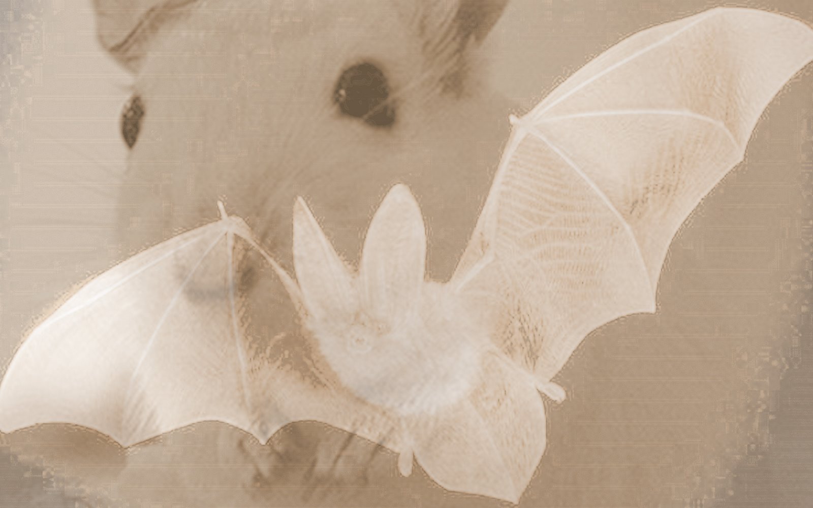 Dor Sch Volle Kraft Zuruck