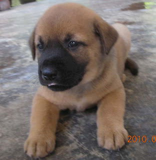 labrador puppy dog labrador