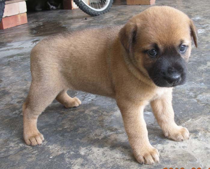 black and brown breeds labrador puppy labrador mixed breed brown with black black and brown breeds labrador puppy labrador mixed breed brown with black