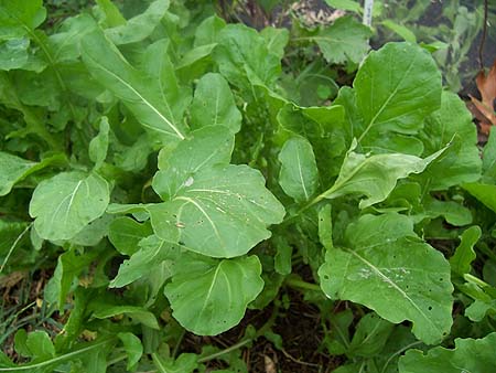 Delicious Eats and Treats: Potatoes and ARUGULA