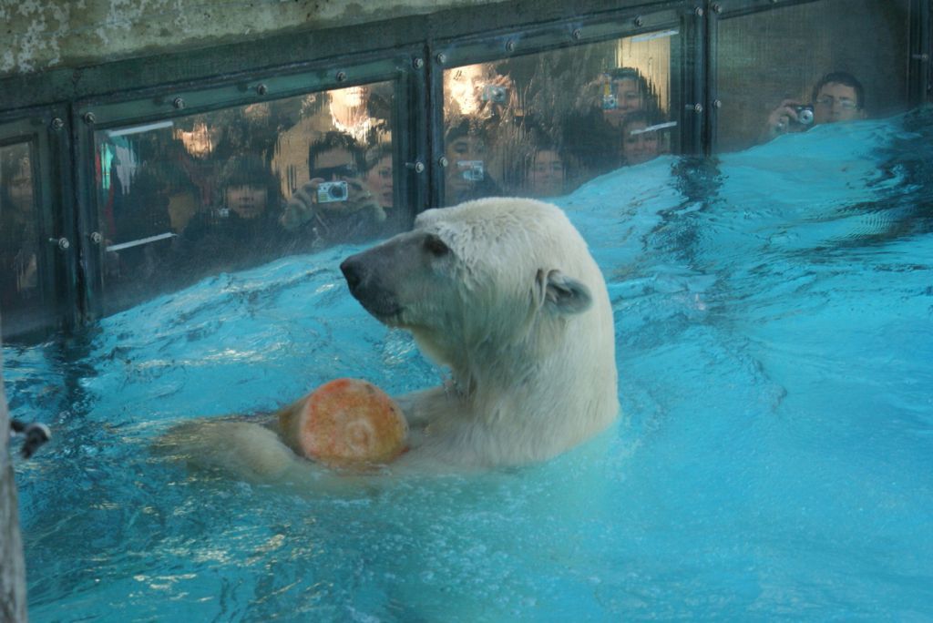 Murió el oso polar del Zoo Murió el oso polar del Zoo