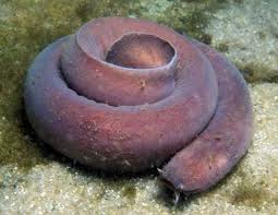 Hagfish