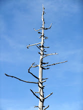 Árbol.