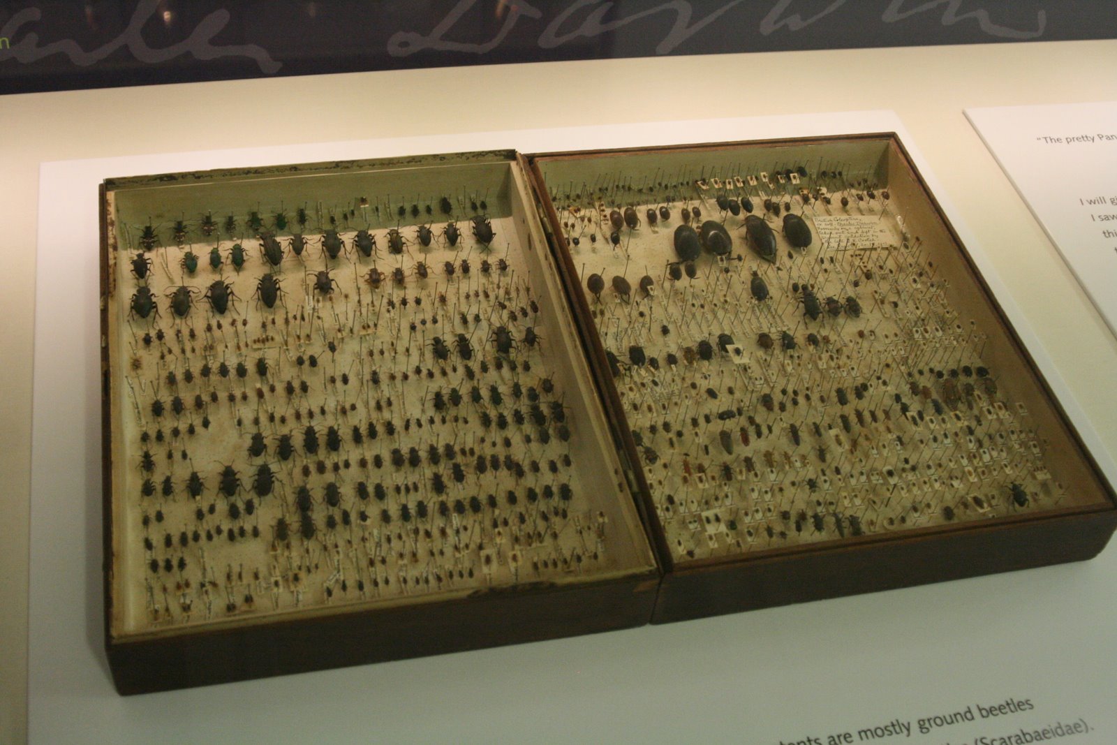 [beetles.JPG]