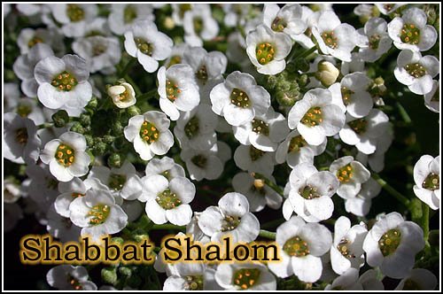 [shabbat-shalom-20090424-500.jpg]