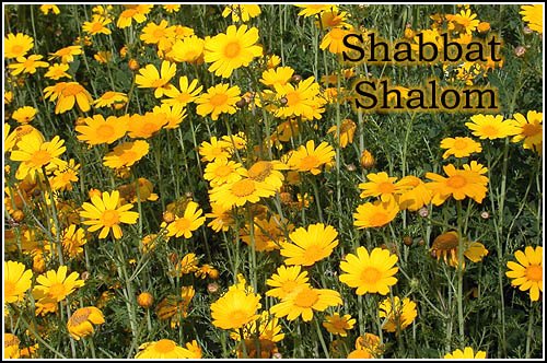 [shabbat-shalom-20090529-500.jpg]