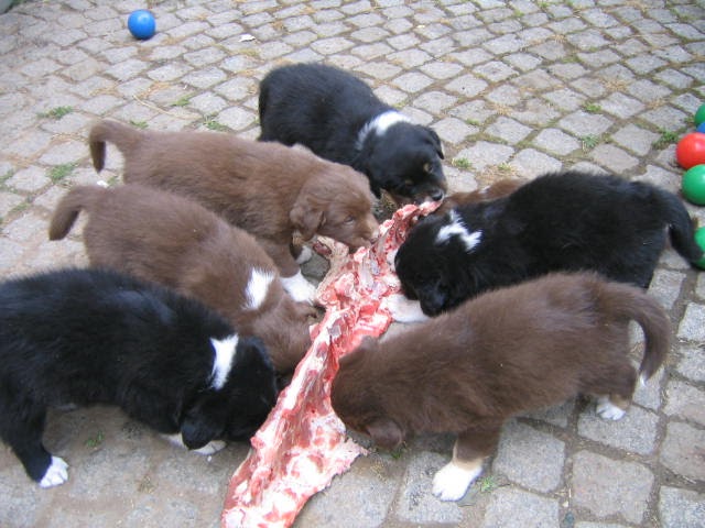 Raw Dog Food For Sale Near Me Raw Dog Food For Sale Near Me