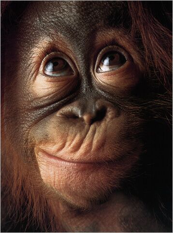 [Monkey.jpg]