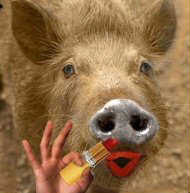 I Love Pigs Too, after all,  I am a Ham!