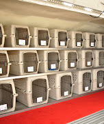Cabina Pet Airways (pet airways inside plane)