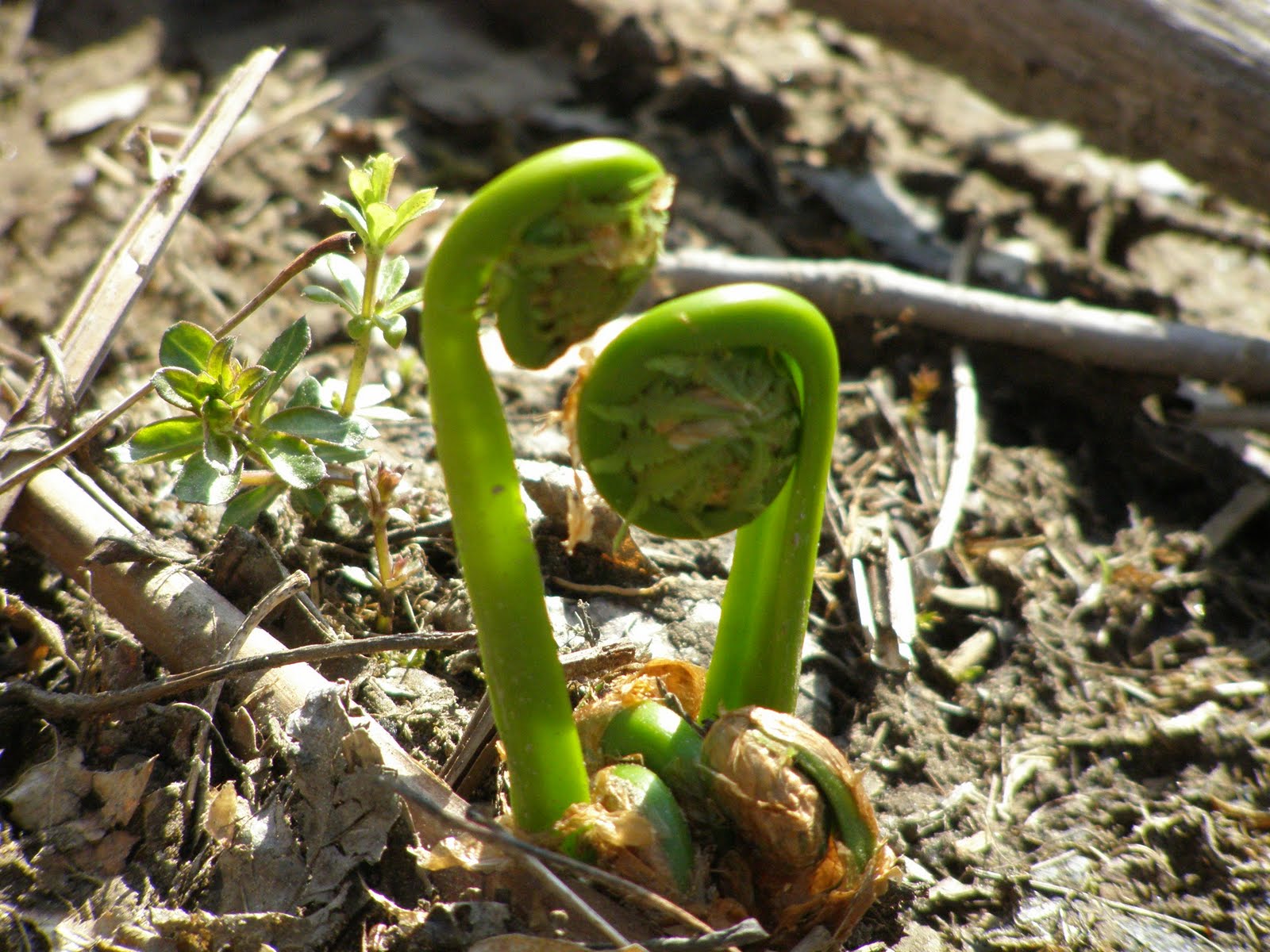 Fiddleheading a Maine tradition Runamuk Acres Farm & Apiary