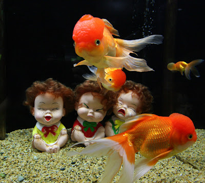 aquarium fishes images. Unusual Aquarium Fishes