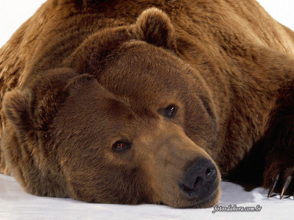 [urso_imbernando.gif]