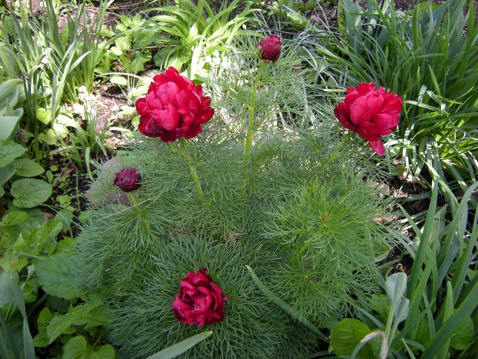 The Obsessive Gardener GBBD May 2010