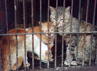 [cat_p1.jpg]