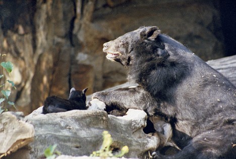 [urso3.jpg]