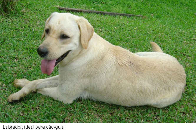 [caoguia3.jpg]