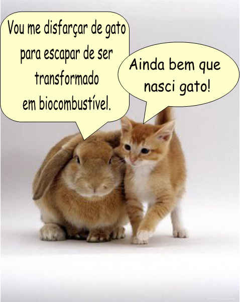 [coelhos4.jpg]