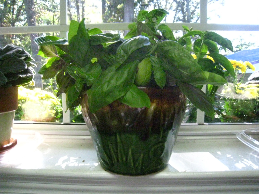 Gardening Tips for Small Spaces Growing Basil in Water