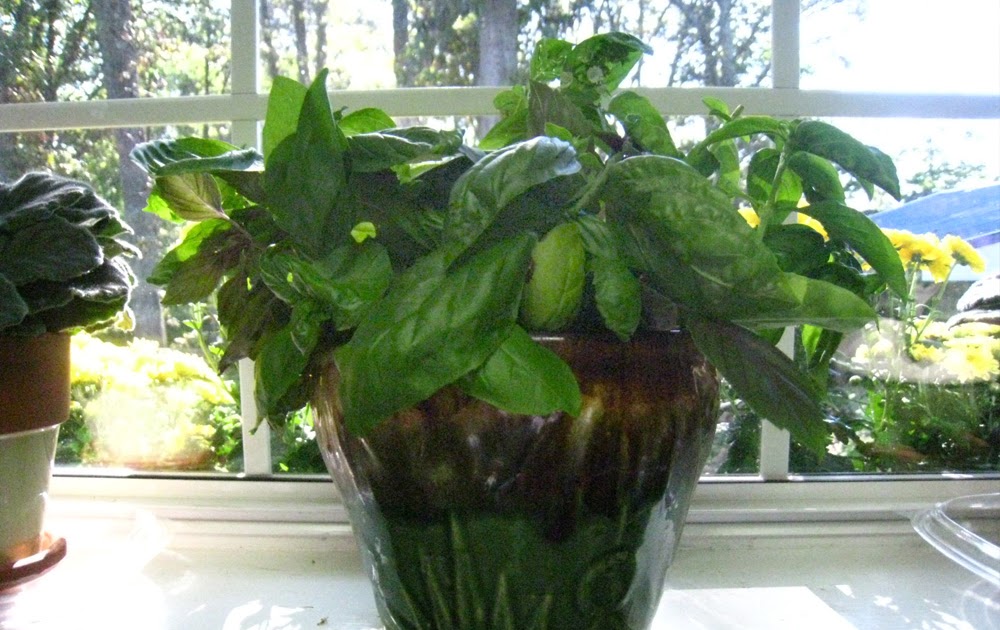 Gardening Tips for Small Spaces Growing Basil in Water