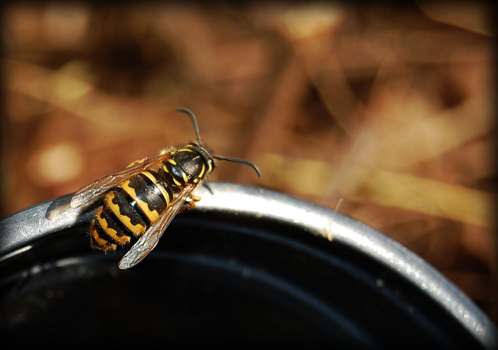 [DSC_0019+(kopia).jpg]