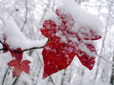 Leaf Snow