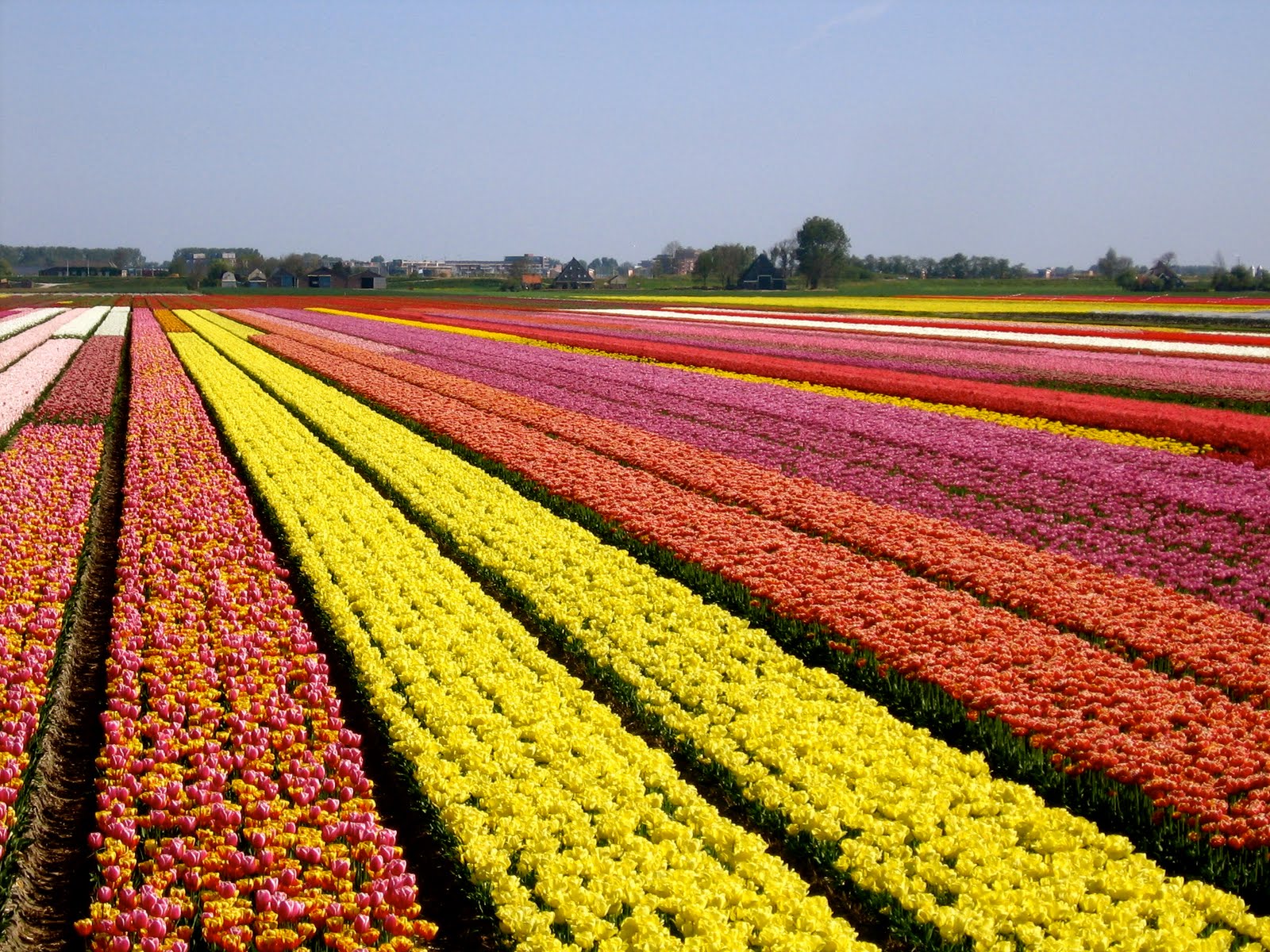 martha's vienna: A Single Tulip Field Near Keukenhof