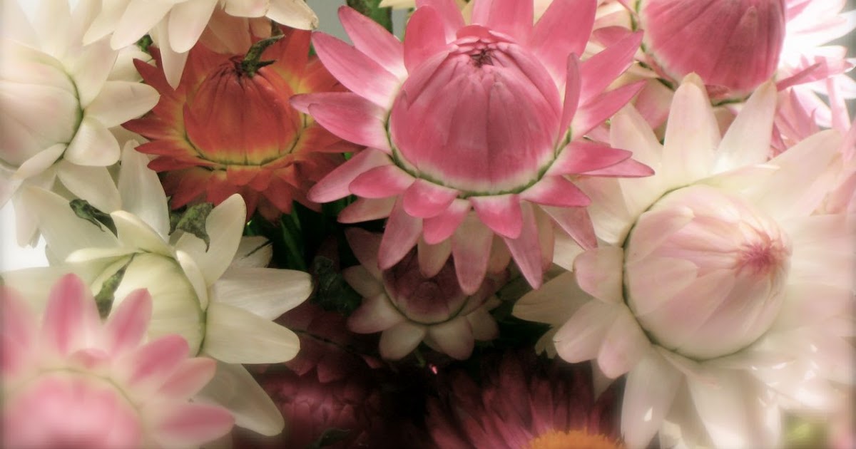 martha's vienna Pink Strawflowers!