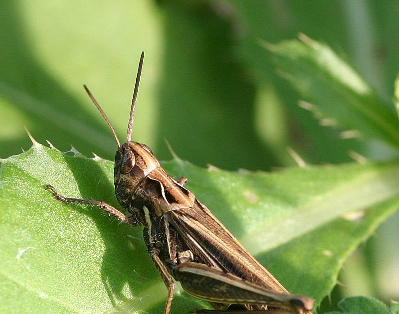 UNC BIOLOGIA Entomologia insectos fitofagos (1ectofitofagos)