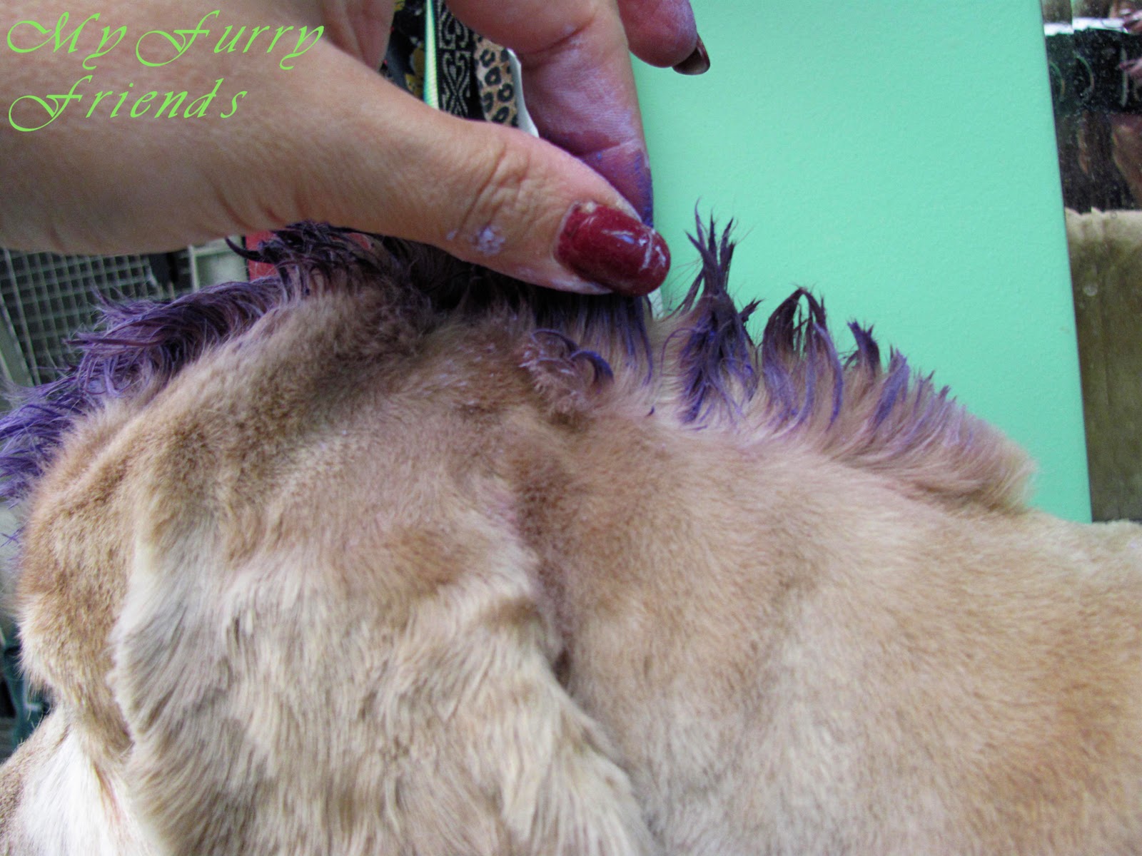 Is Chalk Safe For Dogs