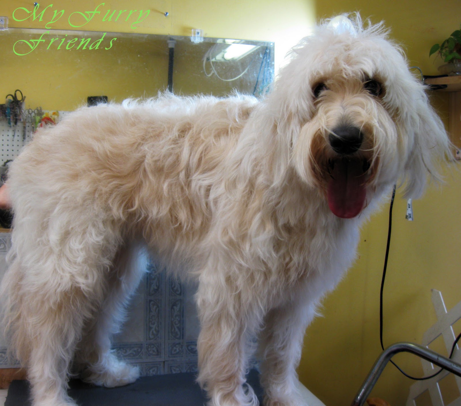 Pet Grooming The Good The Bad The Furry Grooming