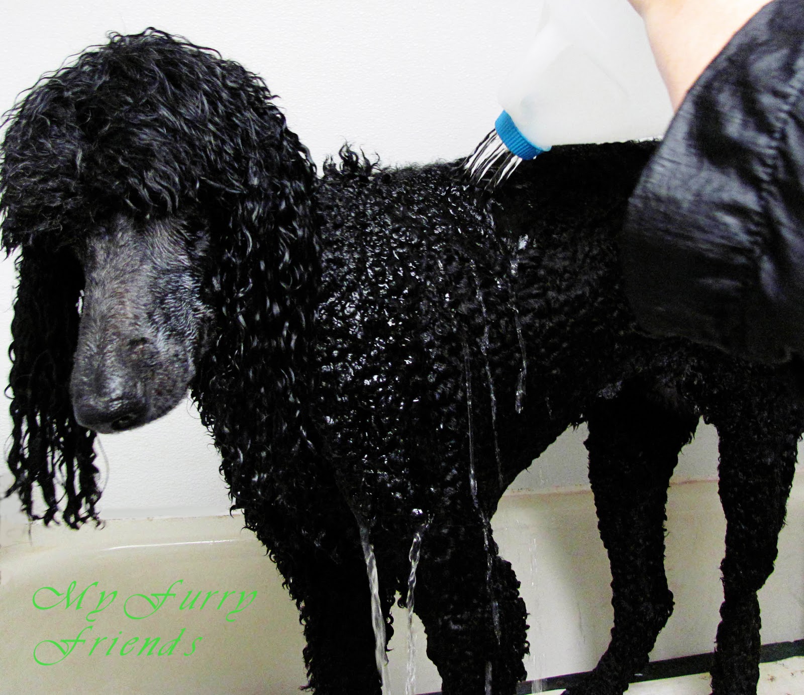 is baking soda bad for dogs pet grooming the the bad the tuesdays tip 5 is baking soda bad for dogs pet grooming the the bad the tuesdays tip 5