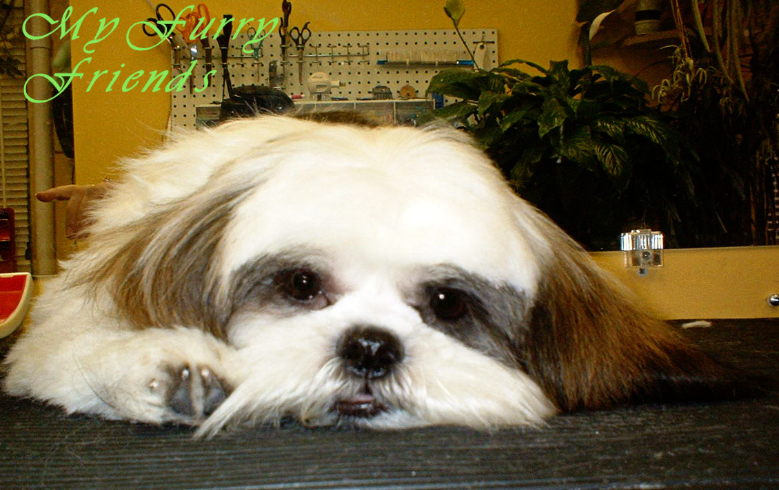 Pet Grooming The Good The Bad The Furry Sleeping Dogs