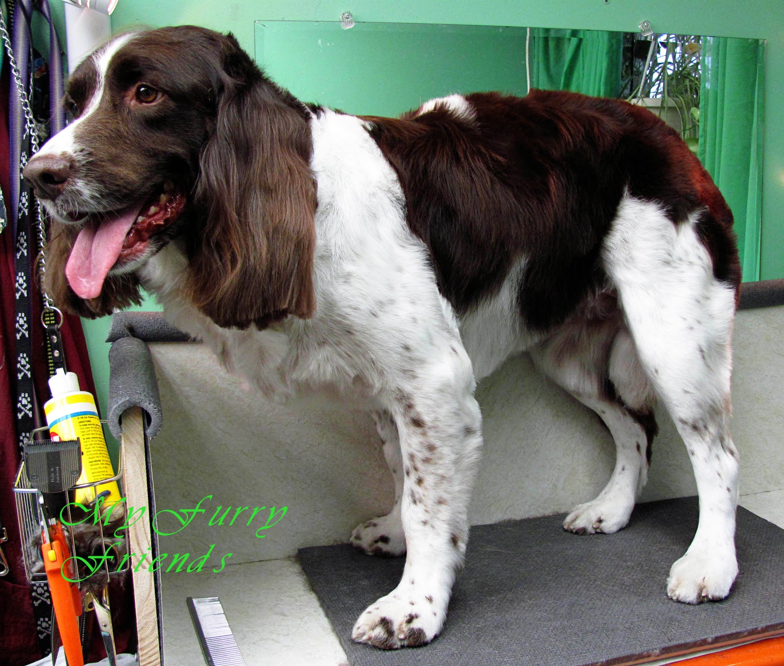 Pet Grooming The Good, The Bad, & The Furry Hand Scissoring a