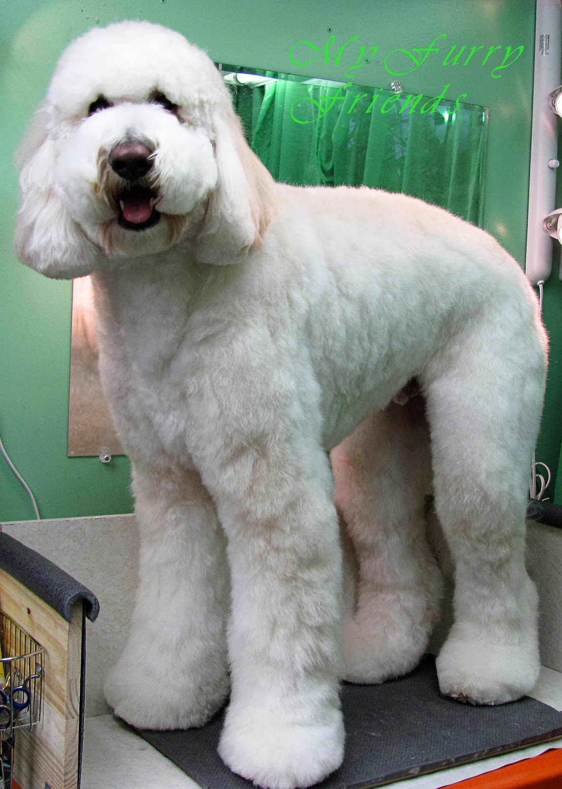 Pet Grooming The Good The Bad The Furry Grooming